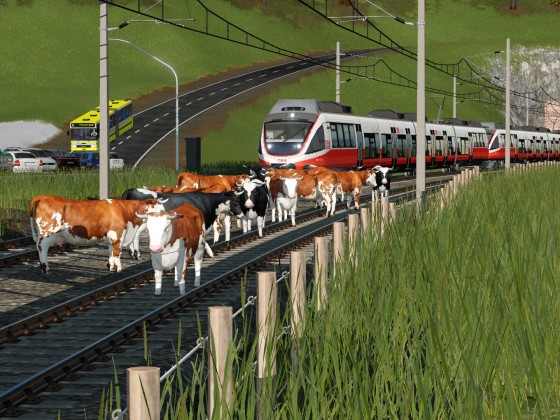 Kühe auf dem Gleis
