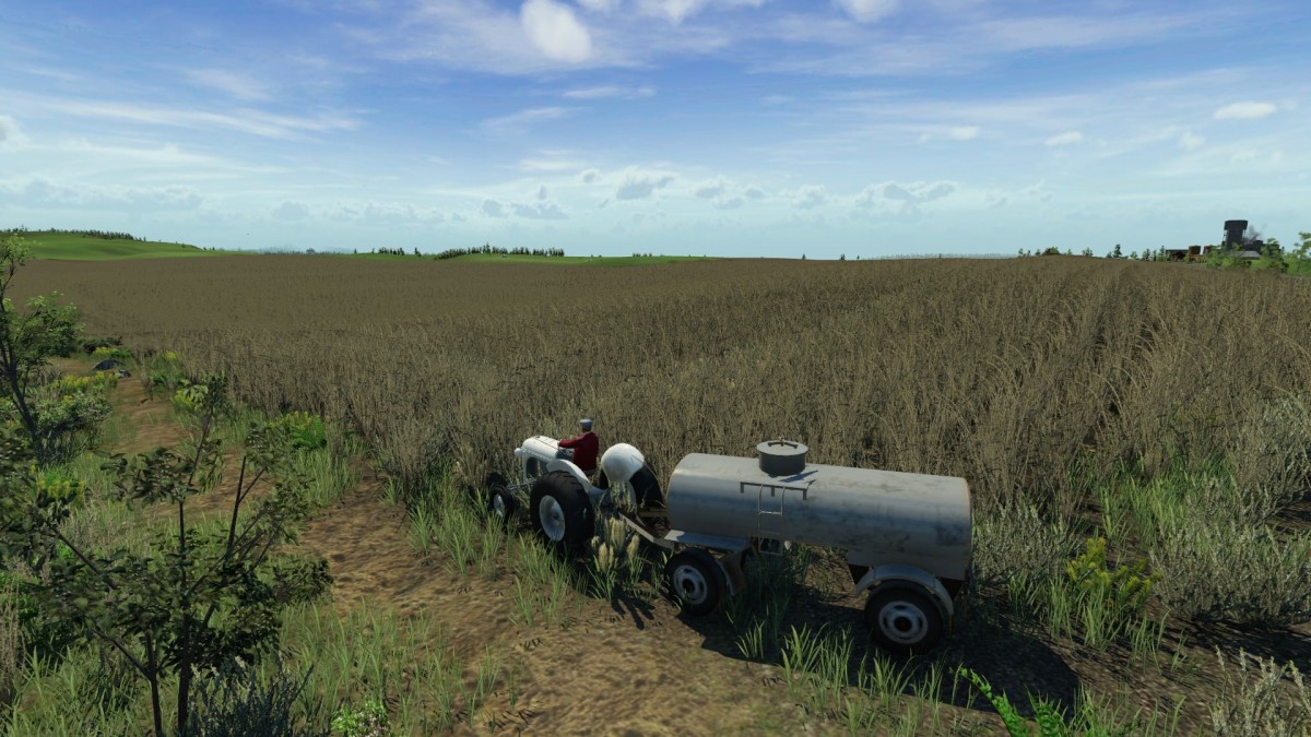 Das Getreidefeld nimmt langsam Form an