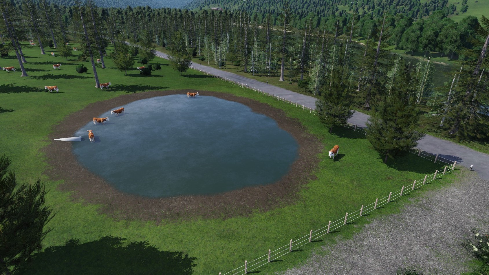 Cattle grazing and drinking
