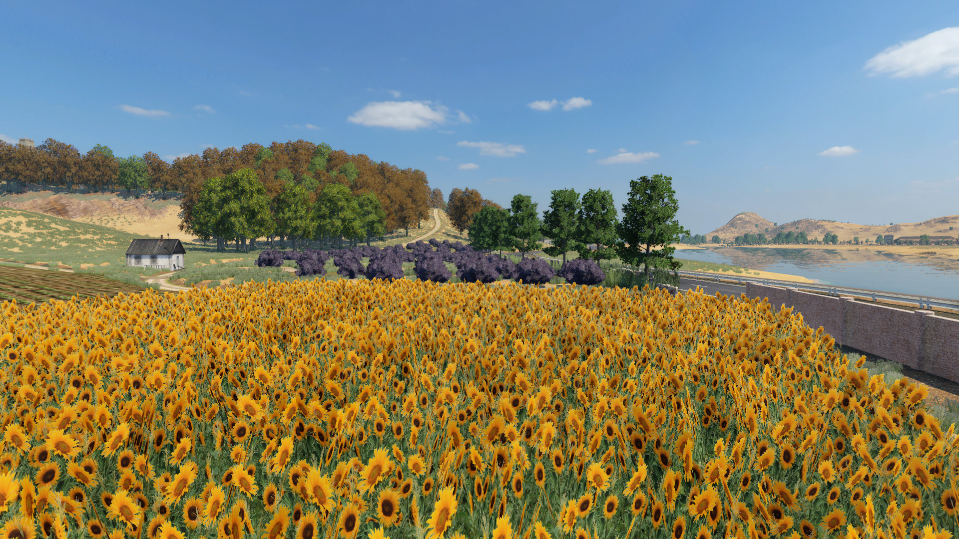 Tournesol