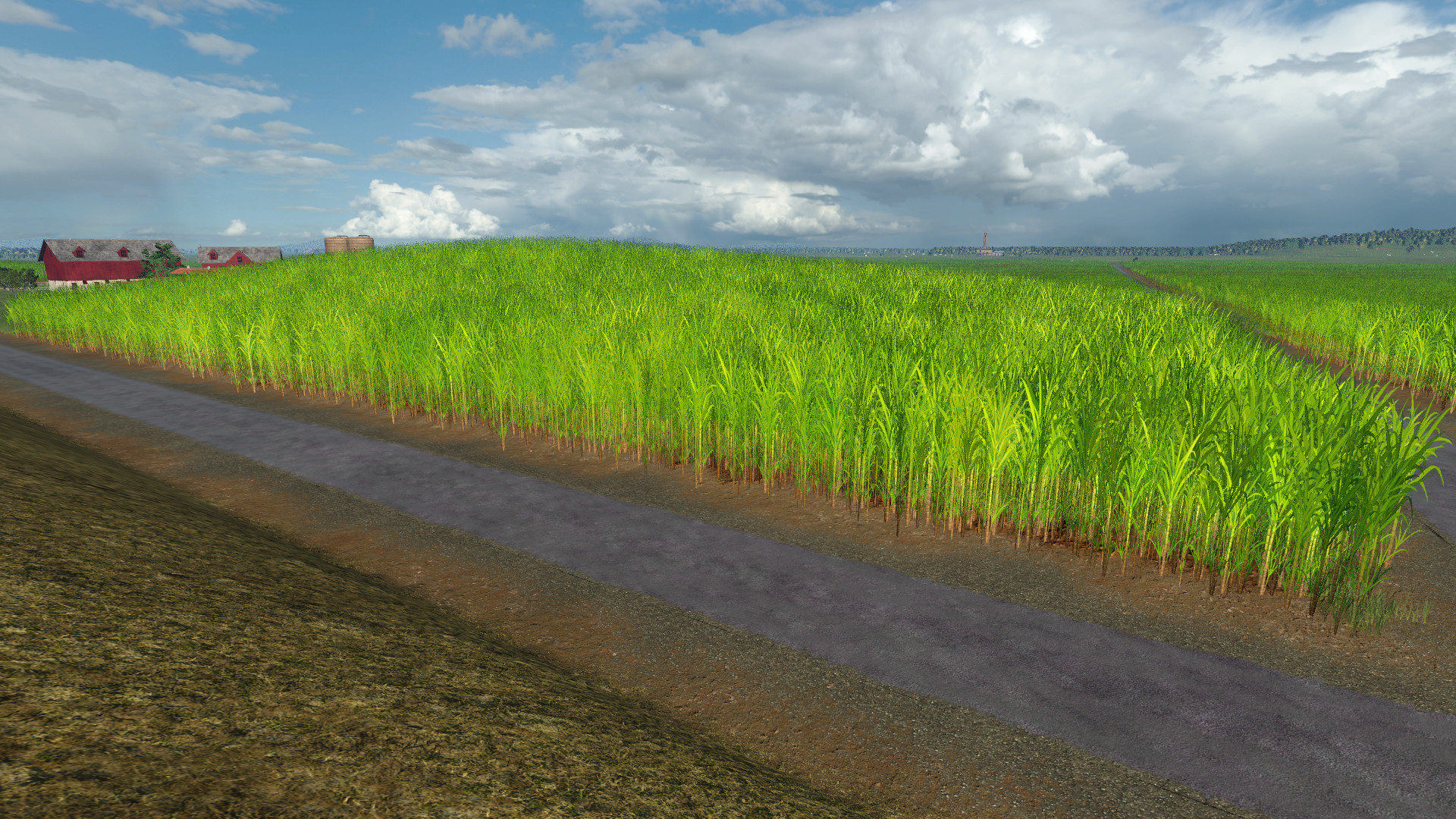 Sugarcane Plantation