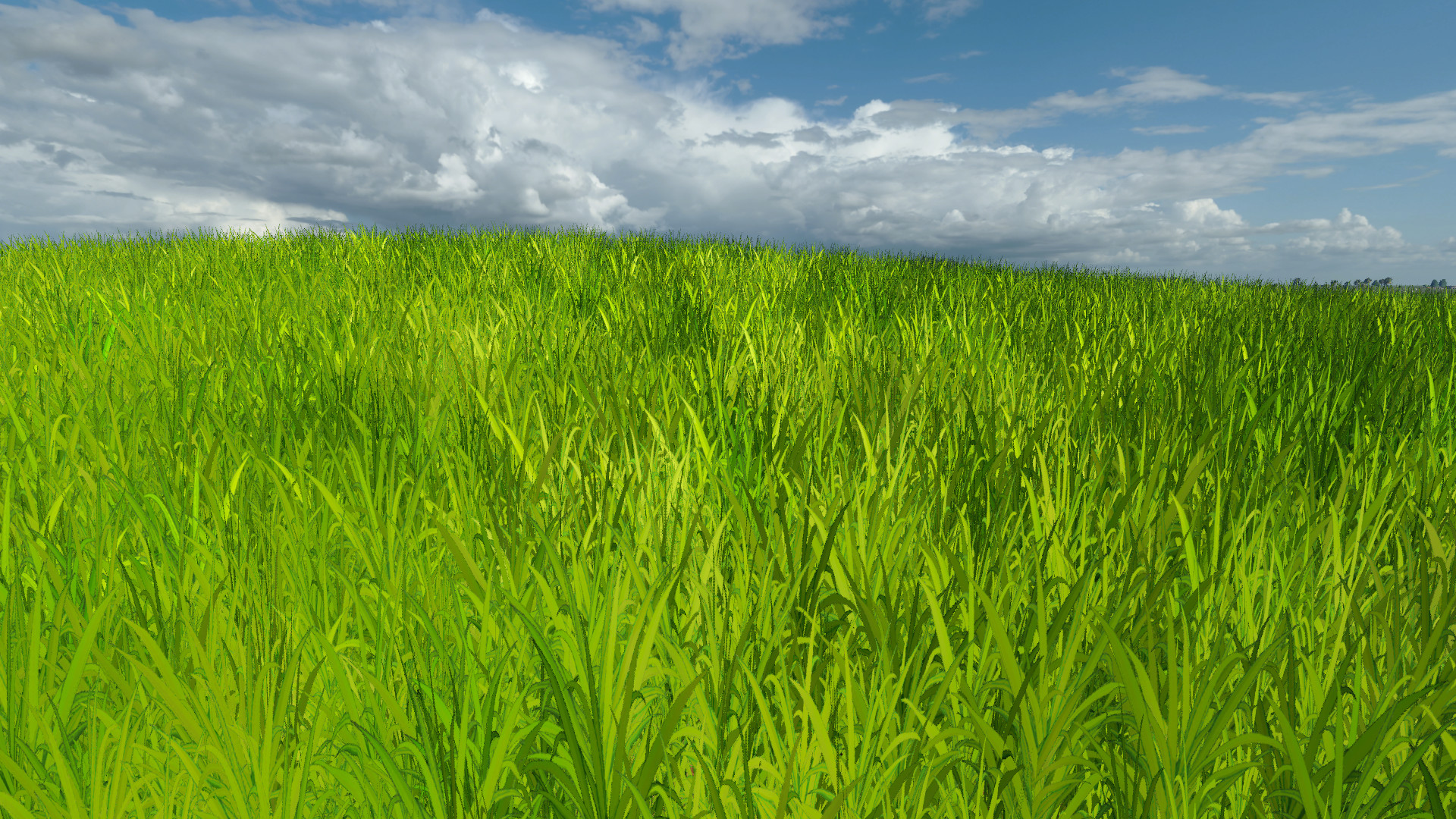 Sugarcane Plantation