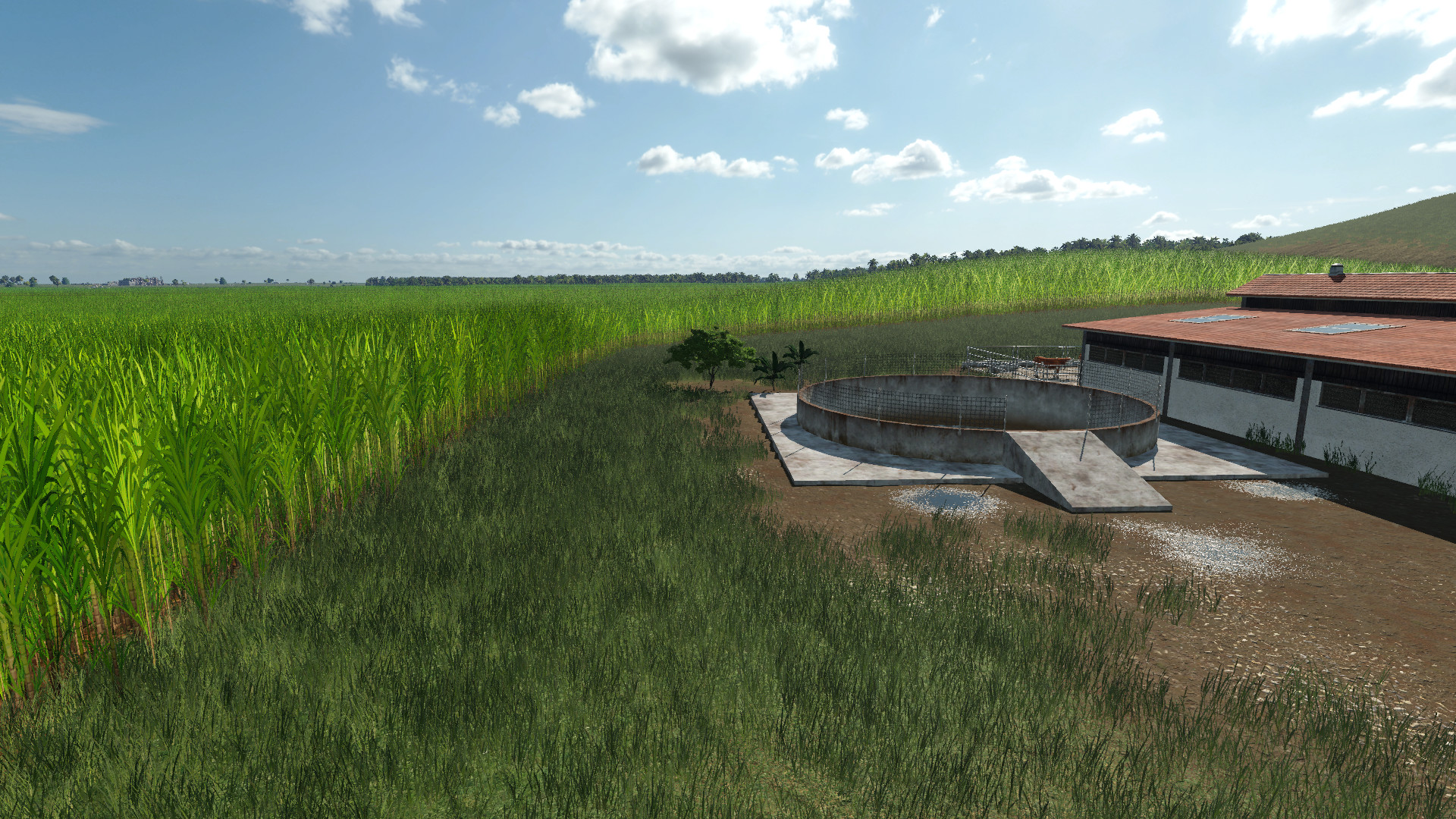 Sugarcane Plantation