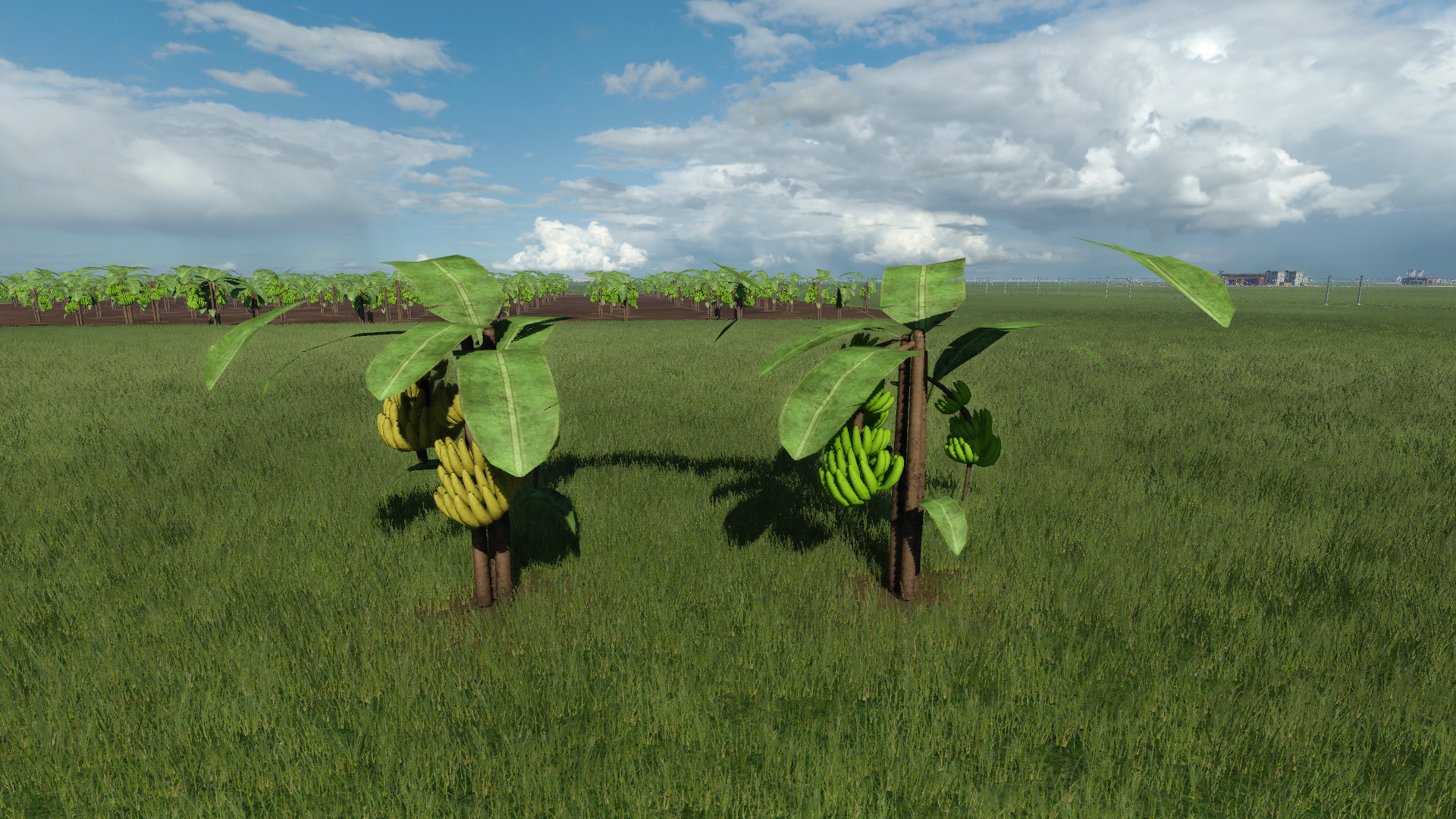 Bananas