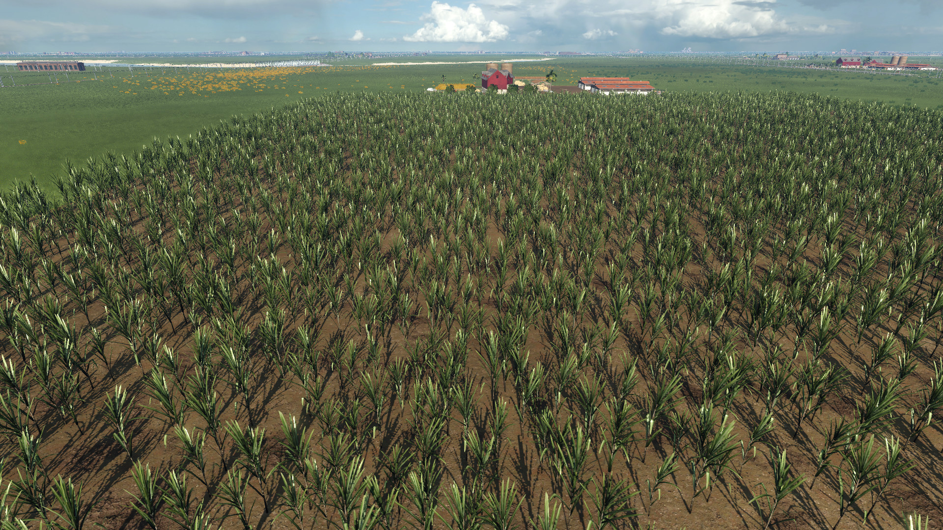Sugarcane