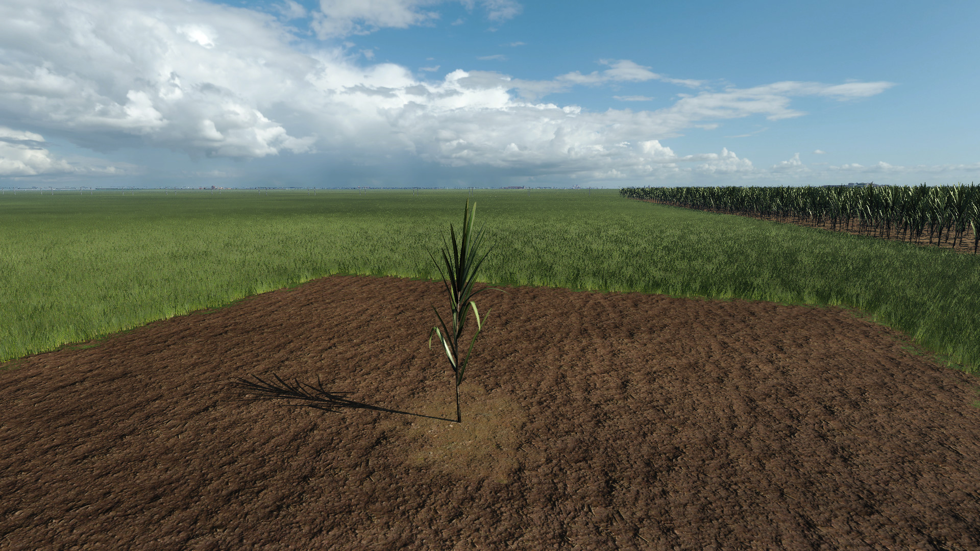 Sugarcane