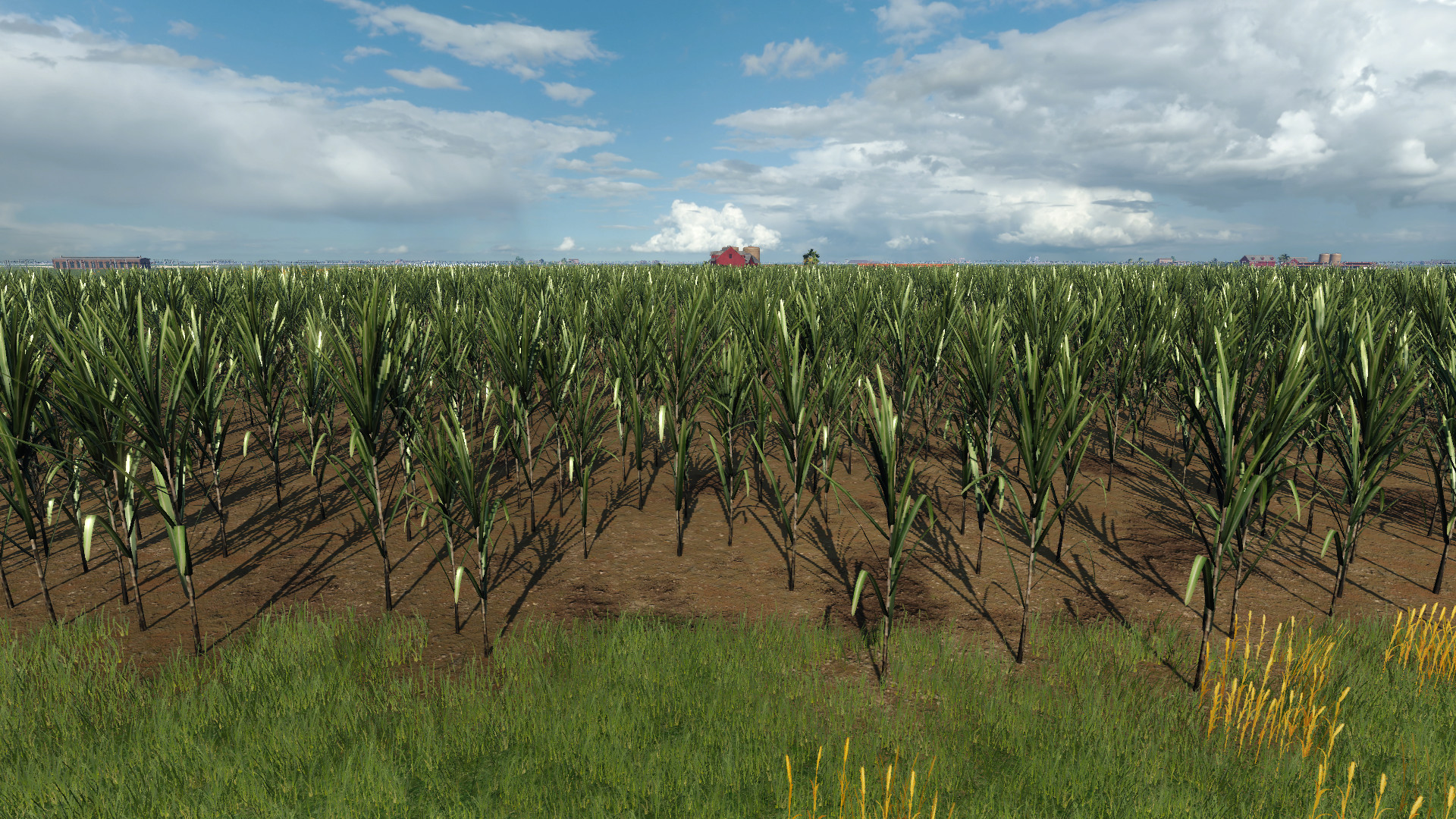 Sugarcane