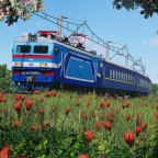 [TpF1] Trainspotting VL40U in the flowerfield