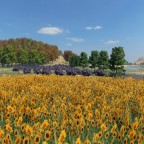 Tournesol