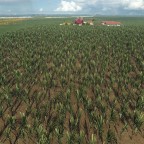 Sugarcane