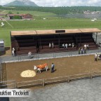 Rinderauktion Fleckvieh
