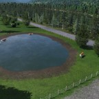 Cattle grazing and drinking