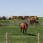 Coal train passing horses