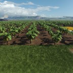 Bananas