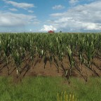 Sugarcane