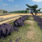 Danke @Quince99! Lavendel Büsche!