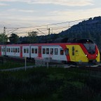 HLB Grinsekatze in der Dämmerung