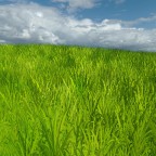 Sugarcane Plantation