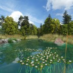 Weiher am Waldrand