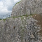 Ein lebensmüder Hirsch