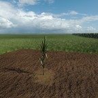 Sugarcane