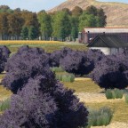 Noch mehr Lavendel