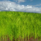 Sugarcane Plantation