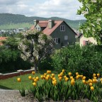Tulpen