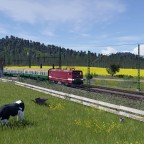 Eine unbekannte 243 fährt an der Kuhweide vorbei
