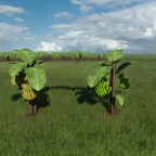 Bananas