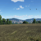 wheat field