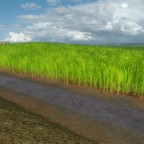Sugarcane Plantation