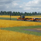 Waiting for grain