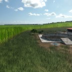 Sugarcane Plantation